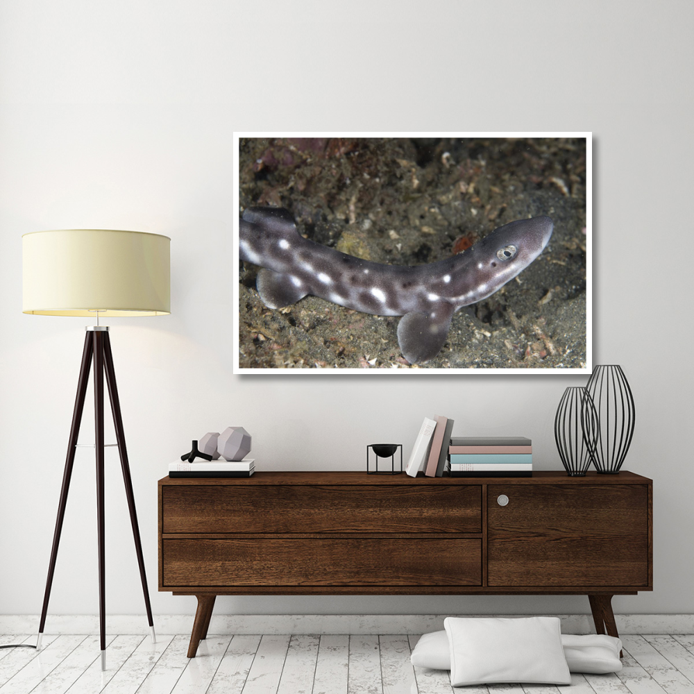 Coral Catshark , Lembeh Island, Sulawesi, Indonesia-Paper Art-62&quotx42"