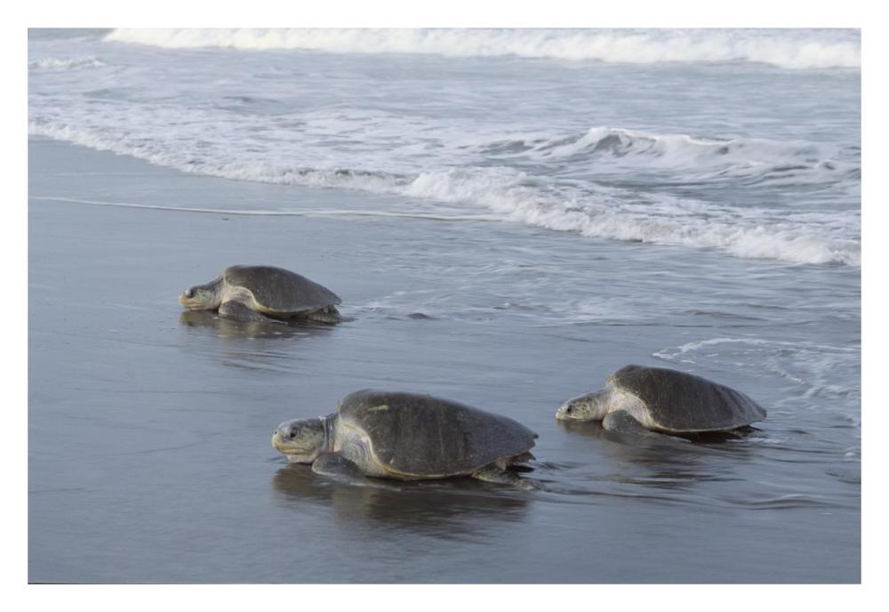 Olive Ridley Sea Turtle trio come ashore to lay eggs, Costa Rica-Paper Art-32"x22"
