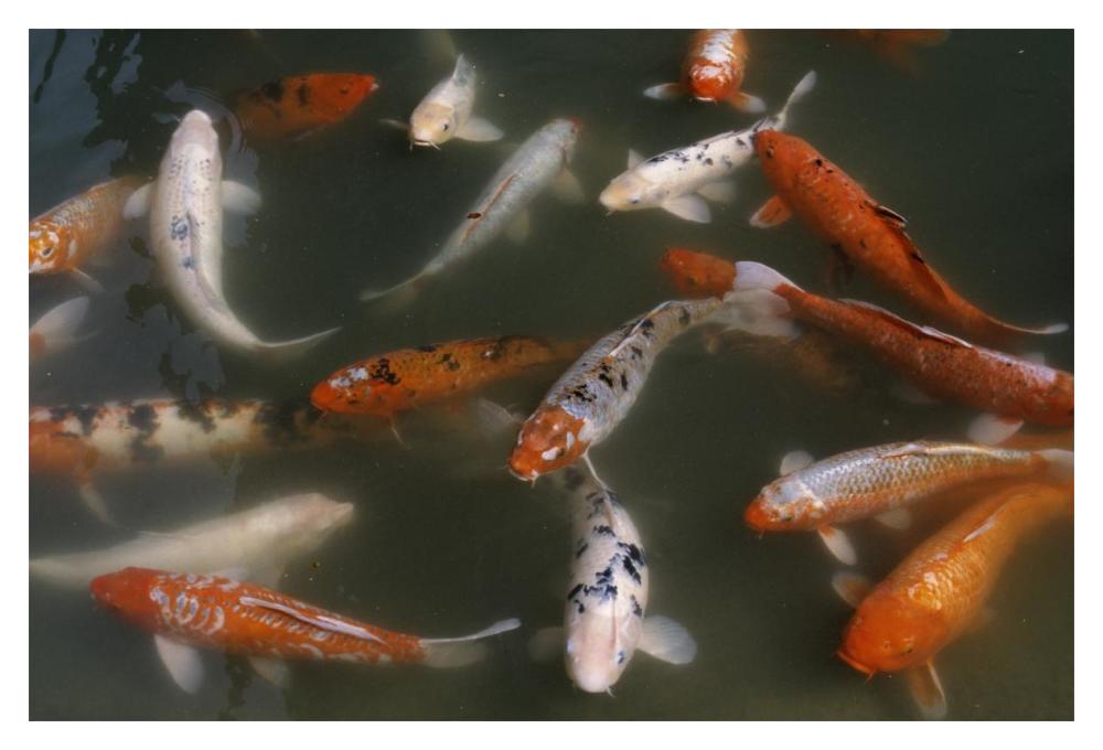 Goldfish school swimming in pond-Paper Art-20"x14"