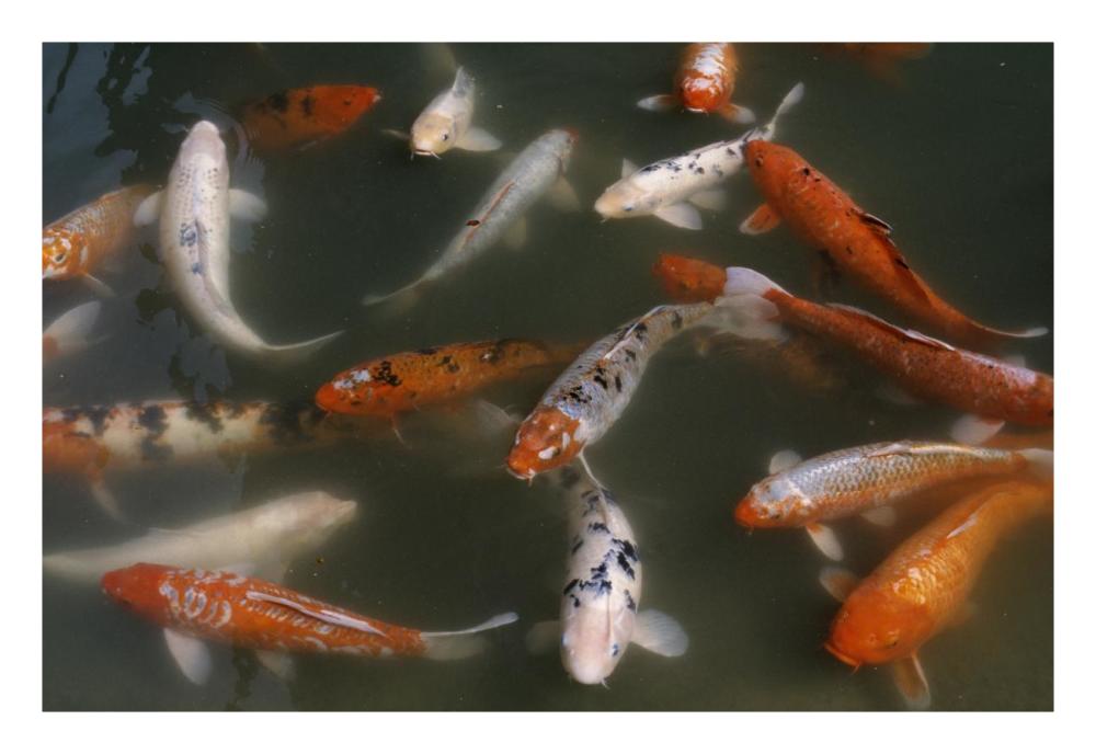 Goldfish school swimming in pond-Paper Art-26"x18"