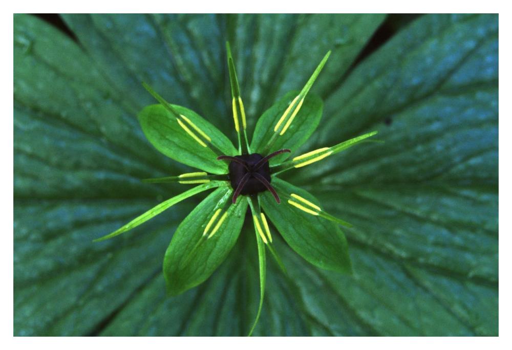 Herb Paris close up, medicinal plant-Paper Art-20"x14"