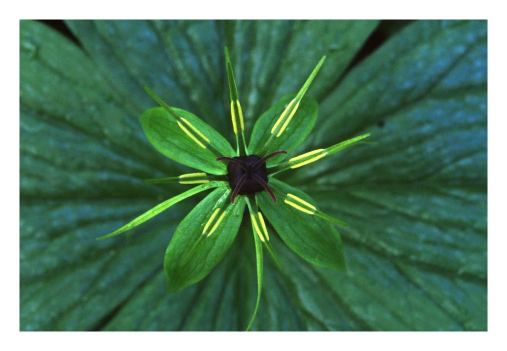 Herb Paris close up, medicinal plant-Paper Art-26"x18"