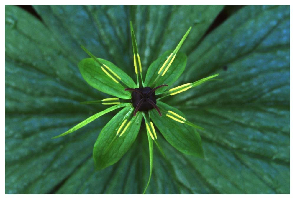 Herb Paris close up, medicinal plant-Paper Art-62"x42"