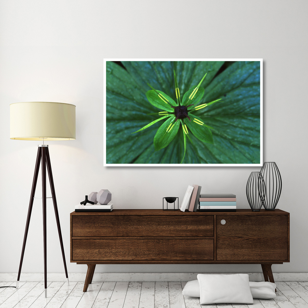 Herb Paris close up, medicinal plant-Paper Art-62&quotx42"