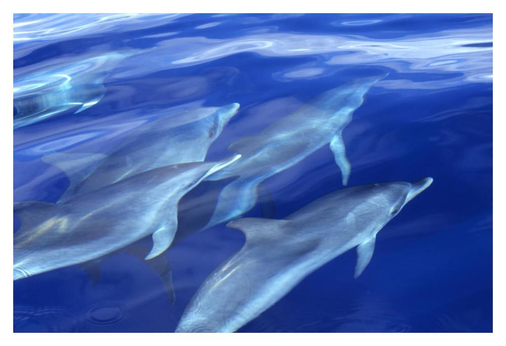 Atlantic Spotted Dolphins pod swimming alongside boat, Azores, Atlantic Ocean-Paper Art-20"x14"