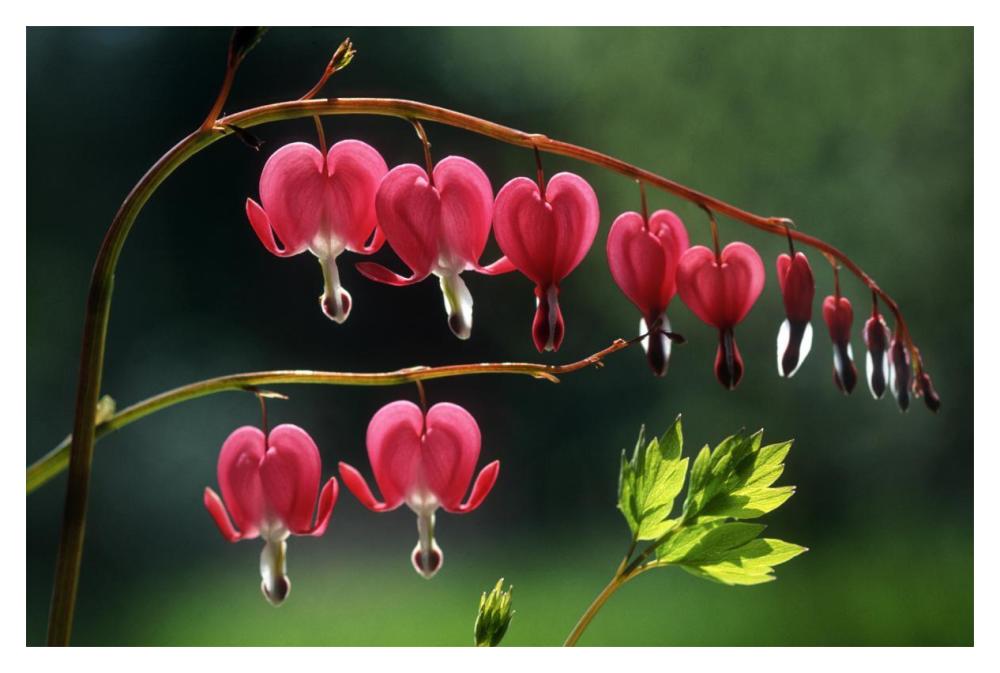 Bleeding Heart flowers-Paper Art-20"x14"