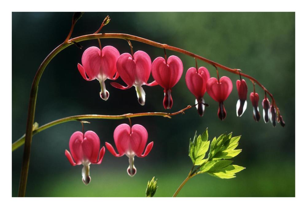 Bleeding Heart flowers-Paper Art-26"x18"