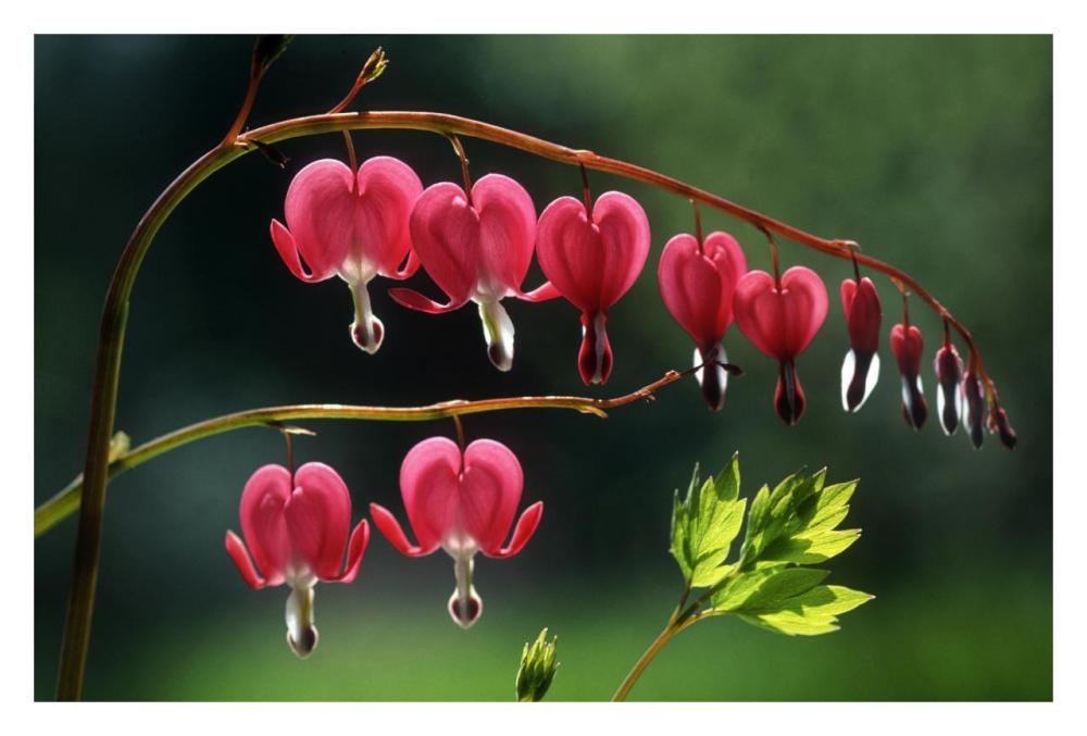 Bleeding Heart flowers-Paper Art-32"x22"