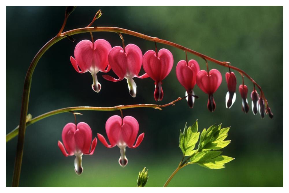Bleeding Heart flowers-Paper Art-50"x34"