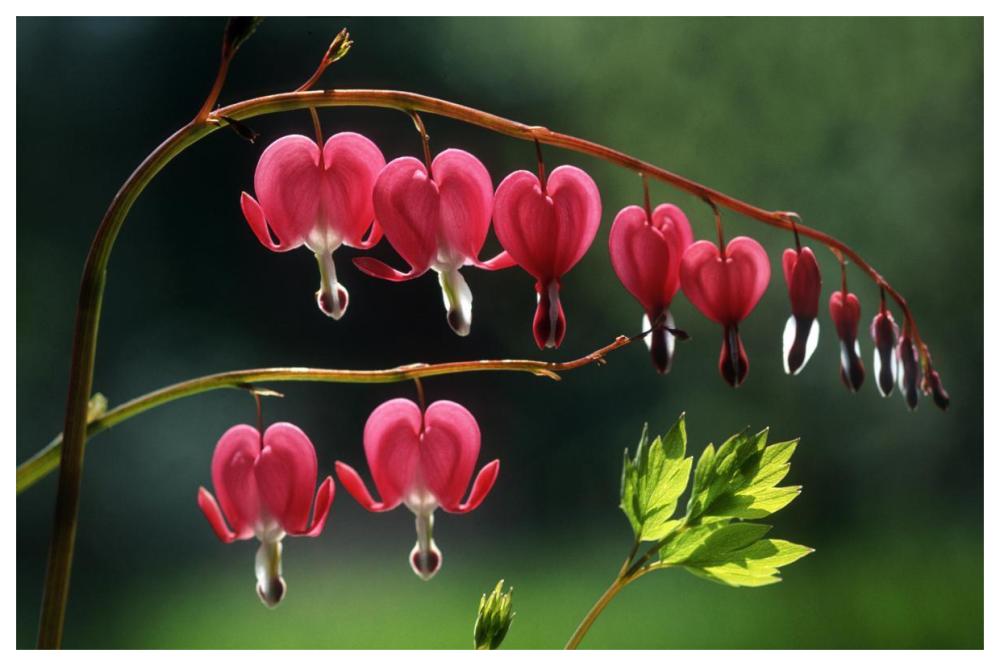 Bleeding Heart flowers-Paper Art-62"x42"