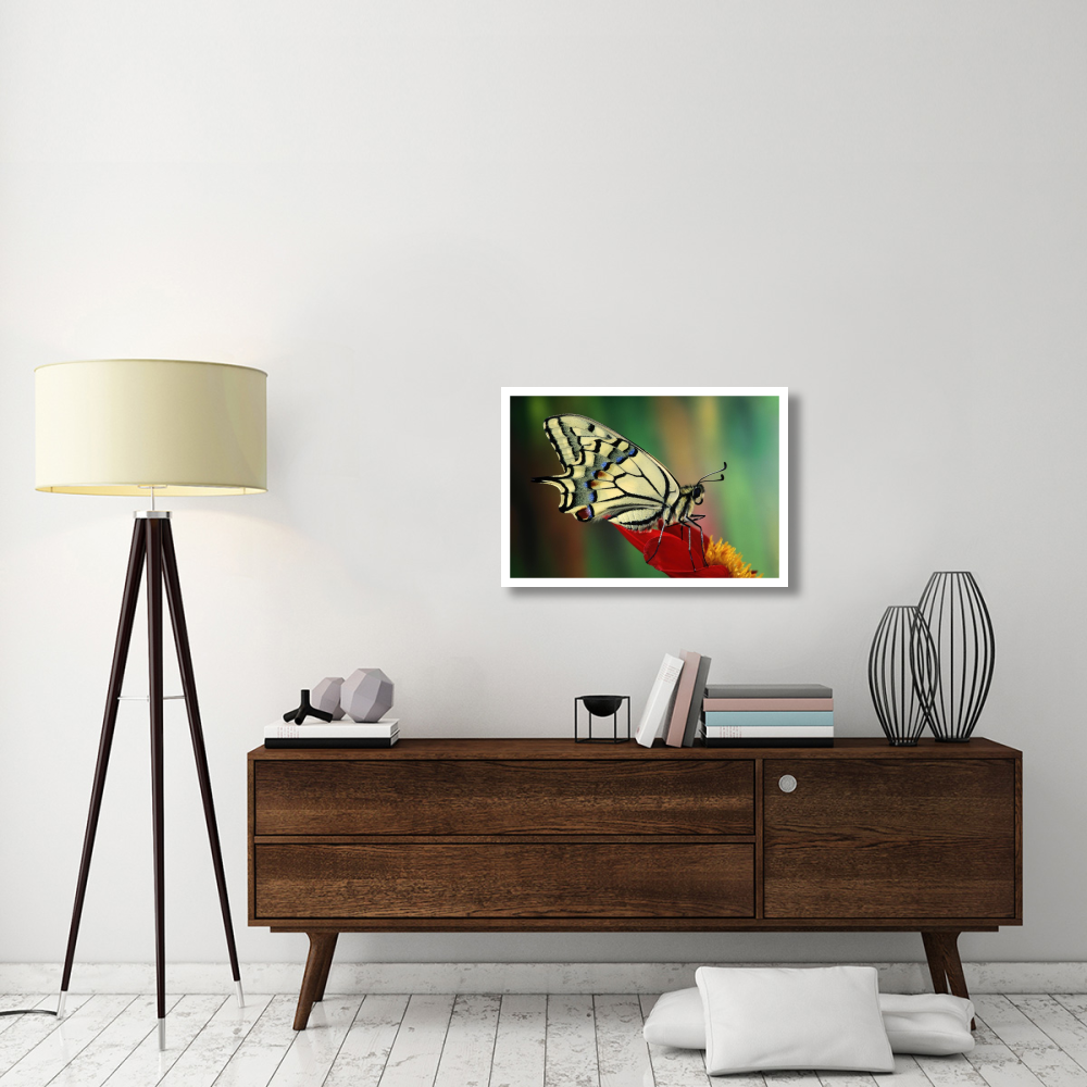 Oldworld Swallowtail side view, Europe-Paper Art-32&quotx22"