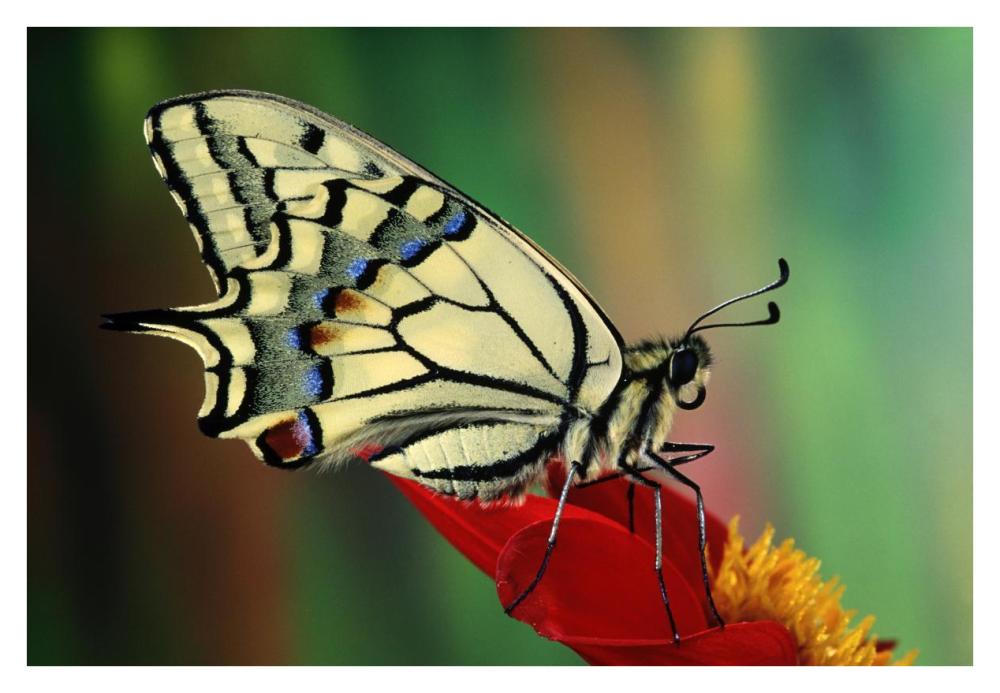 Oldworld Swallowtail side view, Europe-Paper Art-38"x26"