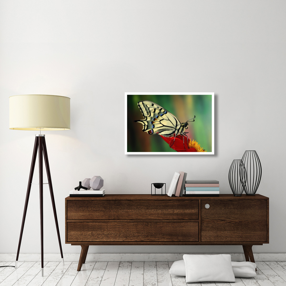 Oldworld Swallowtail side view, Europe-Paper Art-38&quotx26"