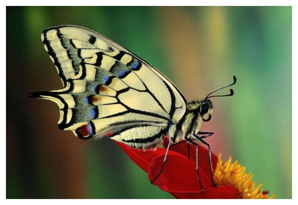 Oldworld Swallowtail side view, Europe-Paper Art-50"x34"