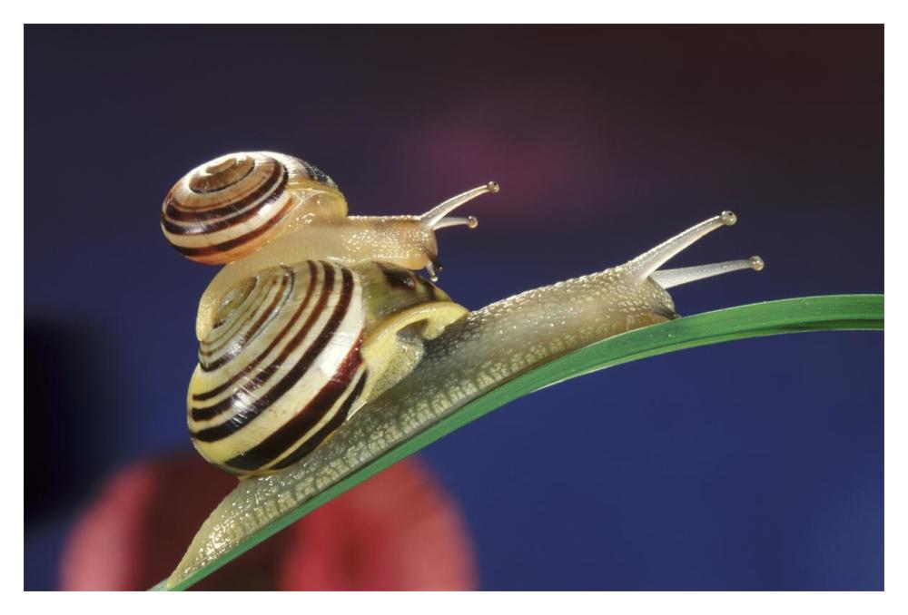 Brown Lipped Snail small snail riding on the shell of a larger snail, western Europe-Paper Art-20"x14"