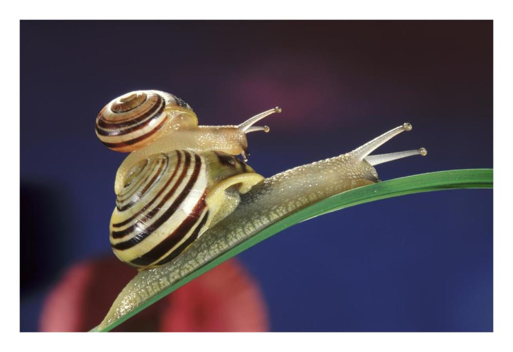Brown Lipped Snail small snail riding on the shell of a larger snail, western Europe-Paper Art-26"x18"