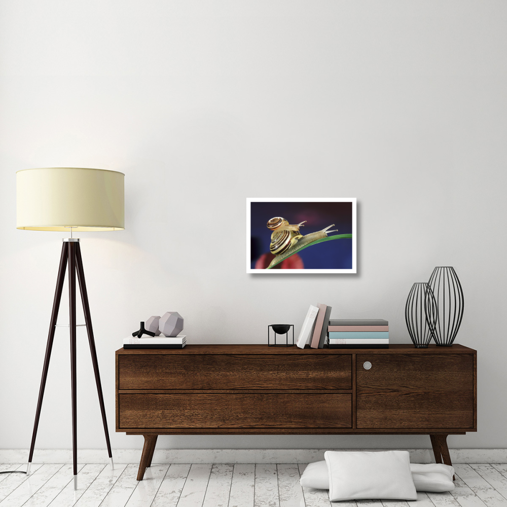 Brown Lipped Snail small snail riding on the shell of a larger snail, western Europe-Paper Art-26&quotx18"