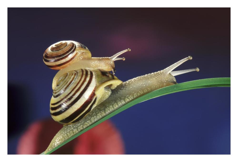 Brown Lipped Snail small snail riding on the shell of a larger snail, western Europe-Paper Art-32"x22"