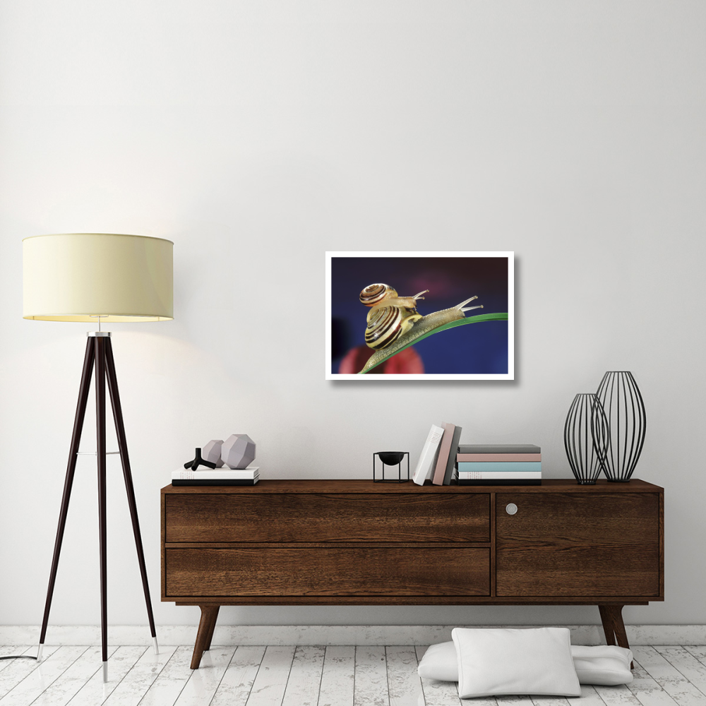 Brown Lipped Snail small snail riding on the shell of a larger snail, western Europe-Paper Art-32&quotx22"