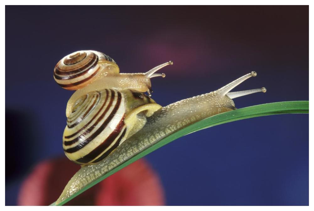 Brown Lipped Snail small snail riding on the shell of a larger snail, western Europe-Paper Art-62"x42"