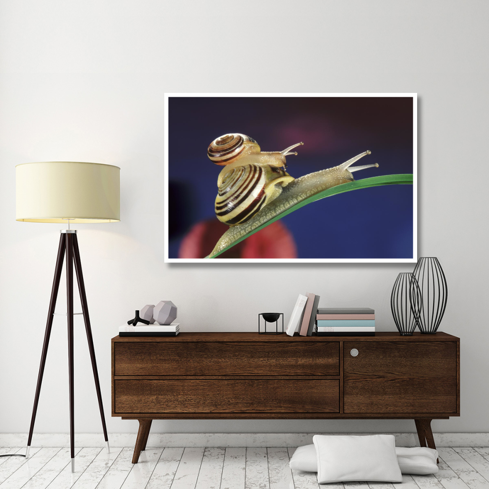 Brown Lipped Snail small snail riding on the shell of a larger snail, western Europe-Paper Art-62&quotx42"