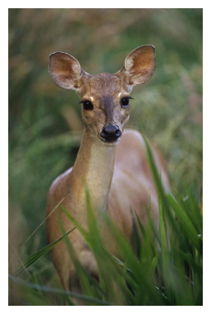 Marsh or Swamp Deer portrait, Pantanal ecosystem, Brazil-Paper Art-14"x20"