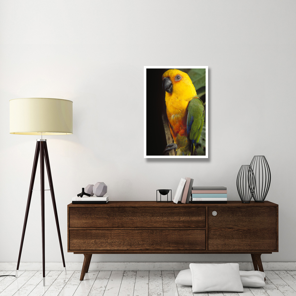 Yellow-faced Parrot portrait, threatened, southern Brazil-Paper Art-26&quotx38"