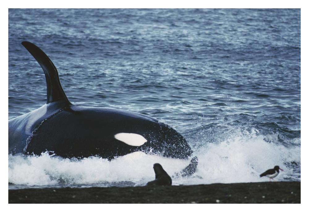 Orca hunting South American Sea Lion group by beaching itself, Peninsula Valdez, Argentina-Paper Art-38"x26"