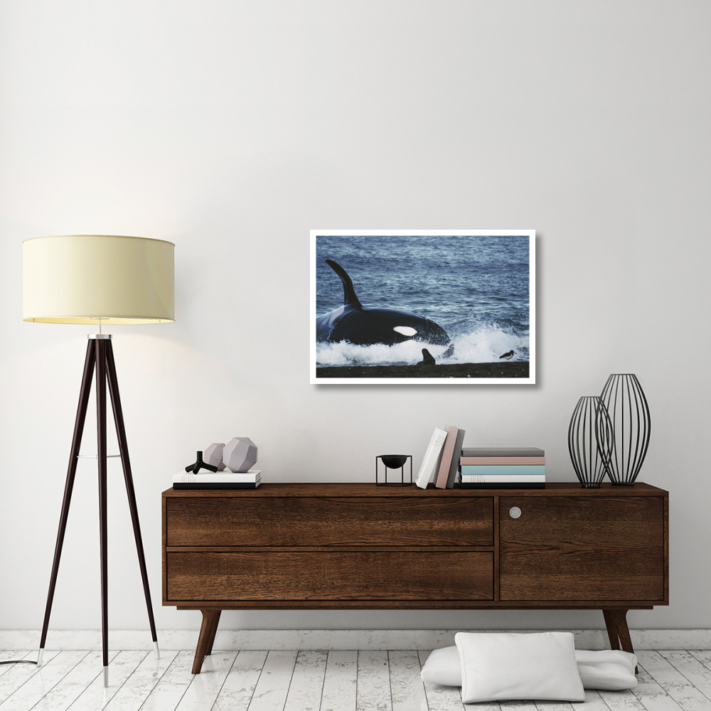 Orca hunting South American Sea Lion group by beaching itself, Peninsula Valdez, Argentina-Paper Art-38&quotx26"