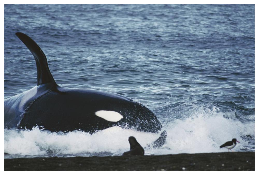 Orca hunting South American Sea Lion group by beaching itself, Peninsula Valdez, Argentina-Paper Art-62"x42"