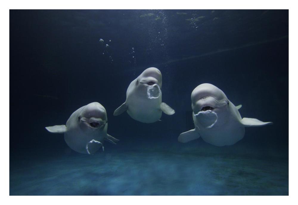 Beluga whale trio blowing toroidal bubble rings, Shimane Aquarium, Japan-Paper Art-32"x22"