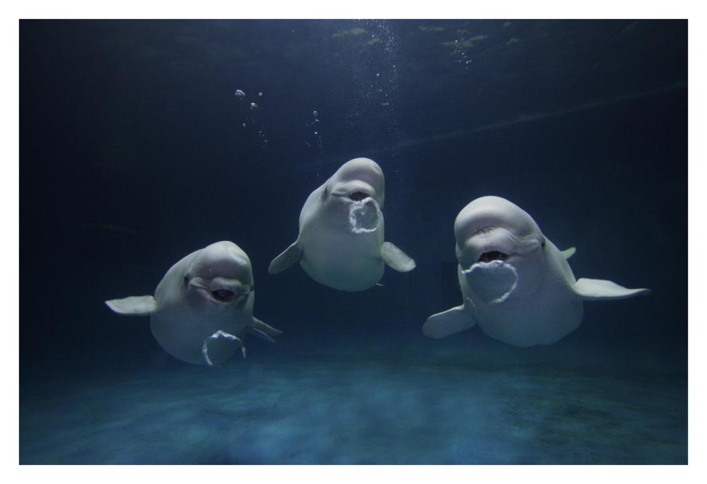 Beluga whale trio blowing toroidal bubble rings, Shimane Aquarium, Japan-Paper Art-38"x26"