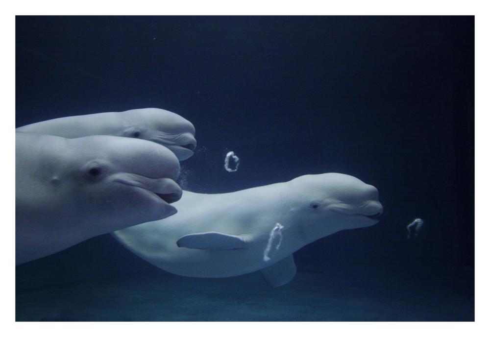 Beluga whale trio blowing toroidal bubble rings, Shimane Aquarium, Japan-Paper Art-32"x22"