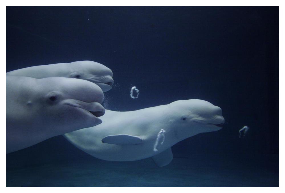 Beluga whale trio blowing toroidal bubble rings, Shimane Aquarium, Japan-Paper Art-50"x34"