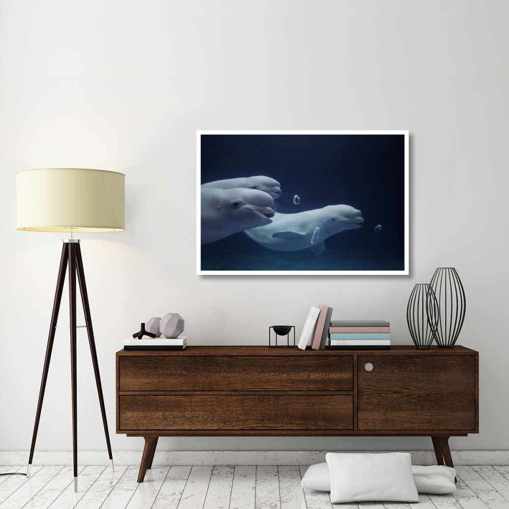 Beluga whale trio blowing toroidal bubble rings, Shimane Aquarium, Japan-Paper Art-50&quotx34"