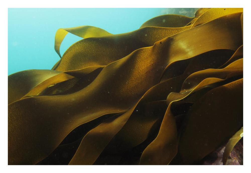 Ribbon Kelp, Antarctica-Paper Art-32"x22"