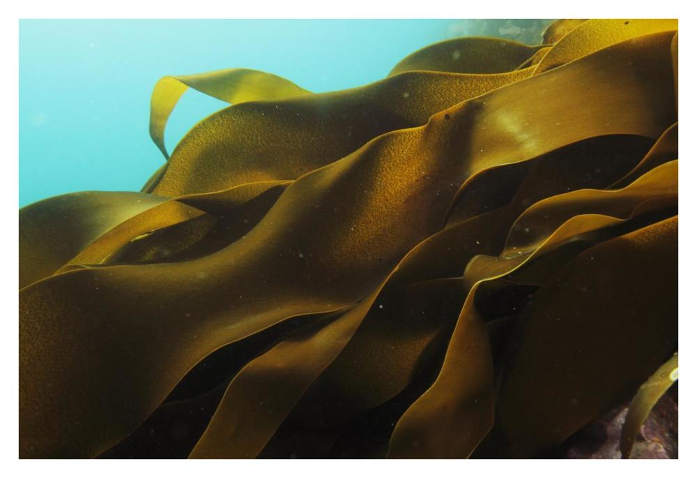 Ribbon Kelp, Antarctica-Paper Art-38"x26"