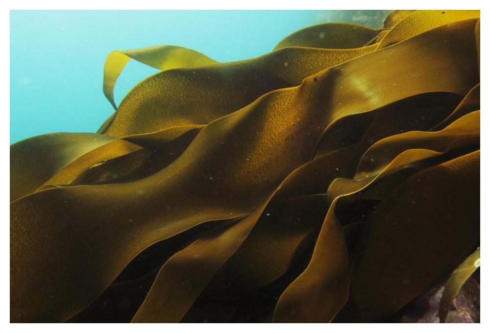 Ribbon Kelp, Antarctica-Paper Art-50"x34"