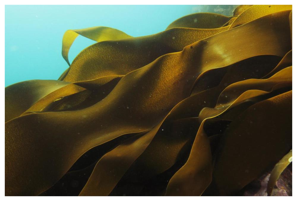 Ribbon Kelp, Antarctica-Paper Art-62"x42"