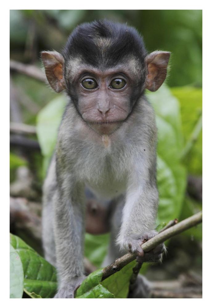Long-tailed Macaque baby, Saba, Malaysia-Paper Art-22"x32"