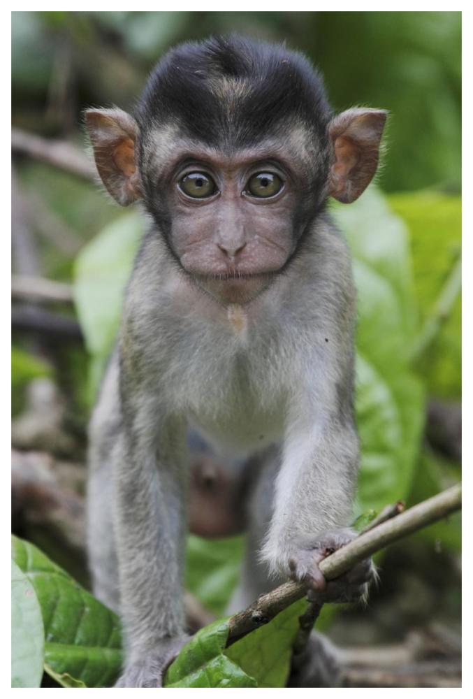 Long-tailed Macaque baby, Saba, Malaysia-Paper Art-42"x62"