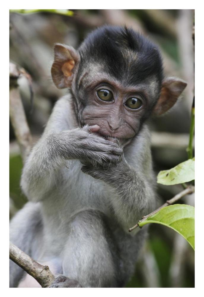 Long-tailed Macaque baby, Saba, Malaysia-Paper Art-22"x32"