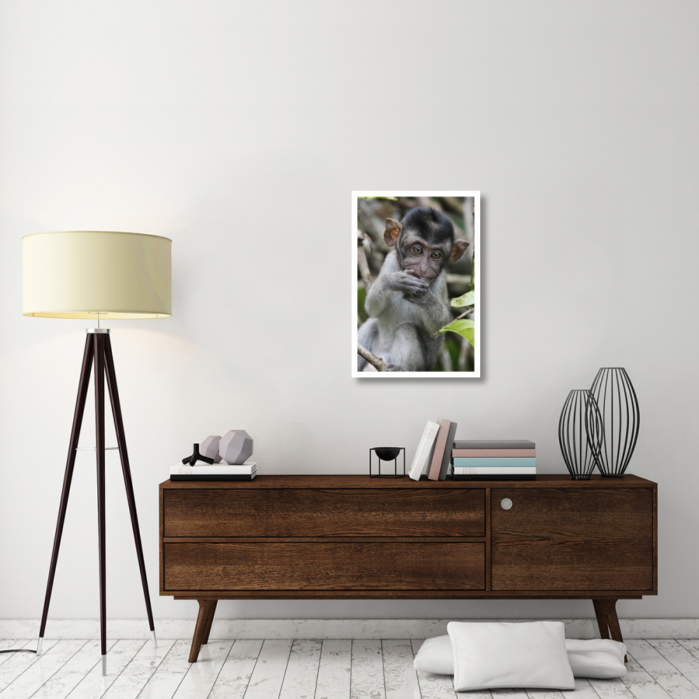 Long-tailed Macaque baby, Saba, Malaysia-Paper Art-22&quotx32"