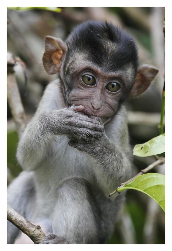 Long-tailed Macaque baby, Saba, Malaysia-Paper Art-26"x38"