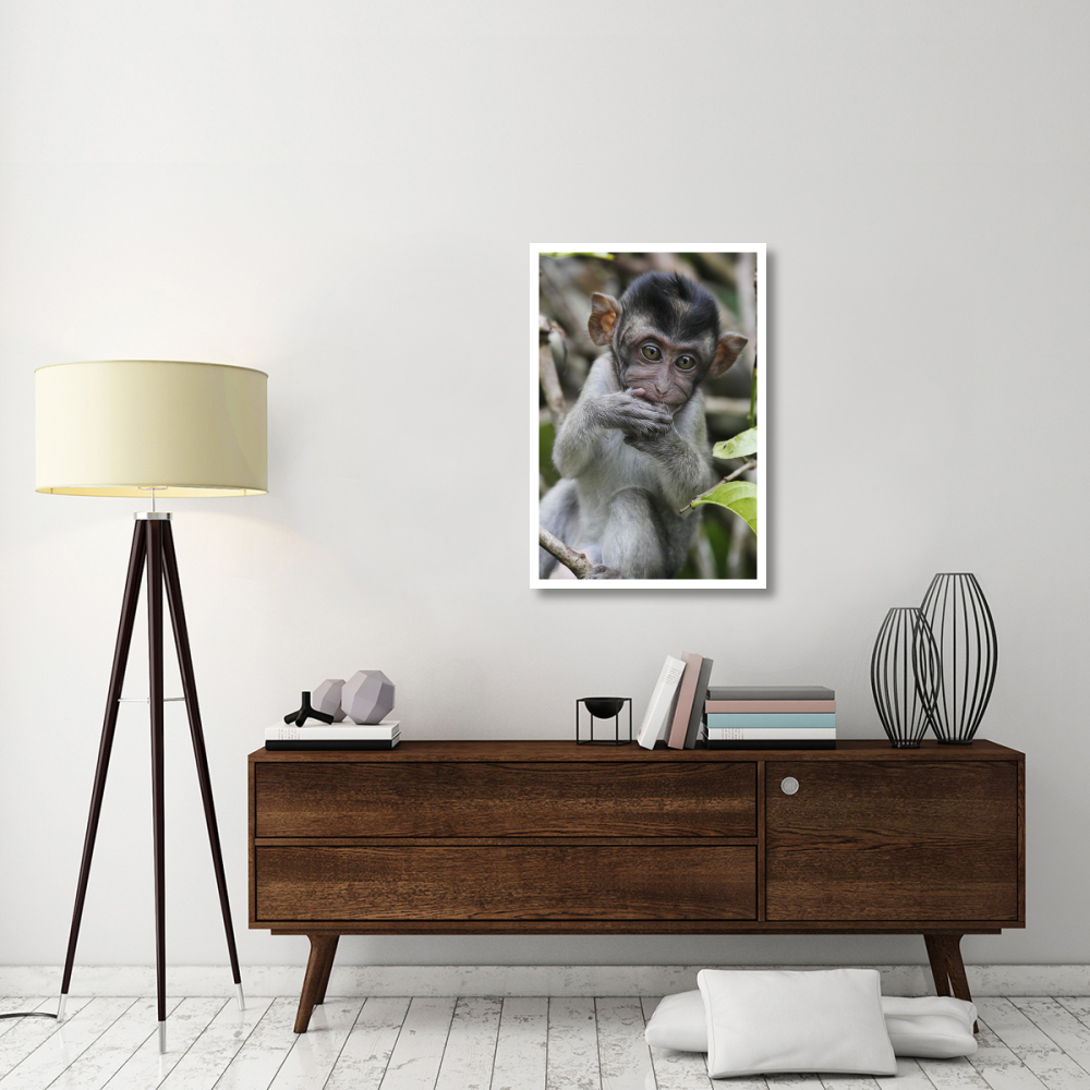 Long-tailed Macaque baby, Saba, Malaysia-Paper Art-26&quotx38"