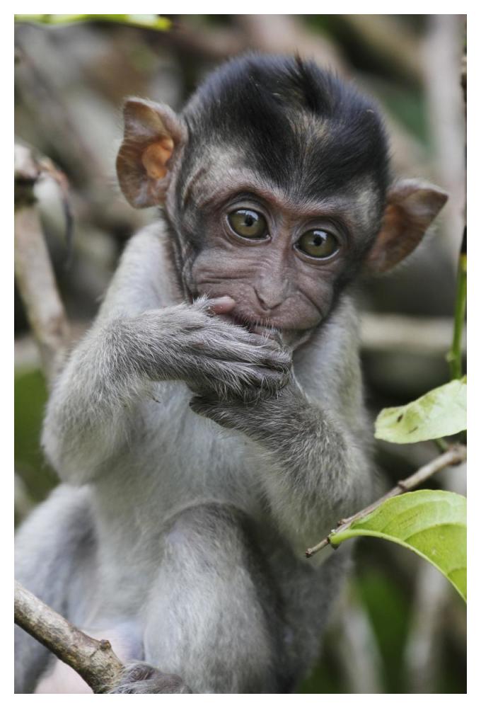 Long-tailed Macaque baby, Saba, Malaysia-Paper Art-34"x50"