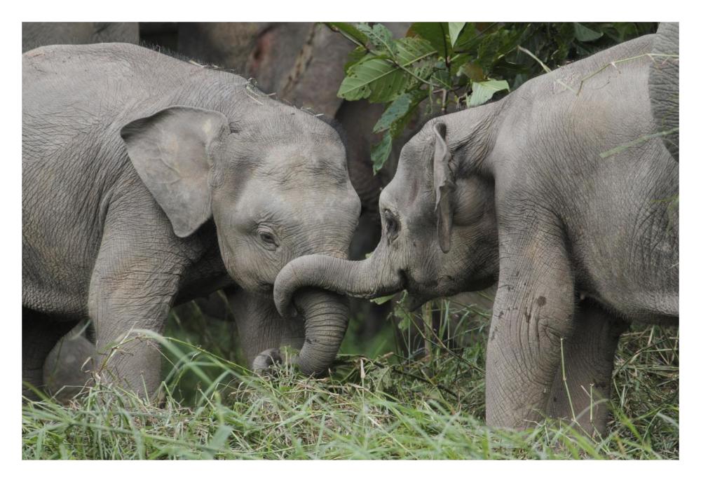 Asian Elephant young playing, Saba, Malaysia-Paper Art-32"x22"