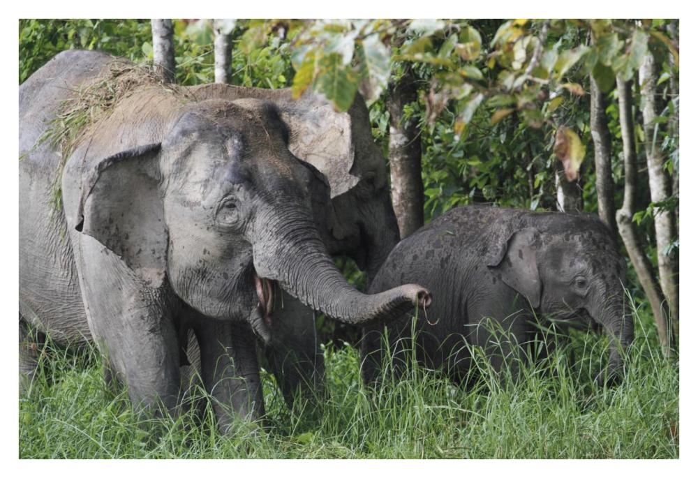 Asian Elephant mother and baby, Saba, Malaysia-Paper Art-38"x26"