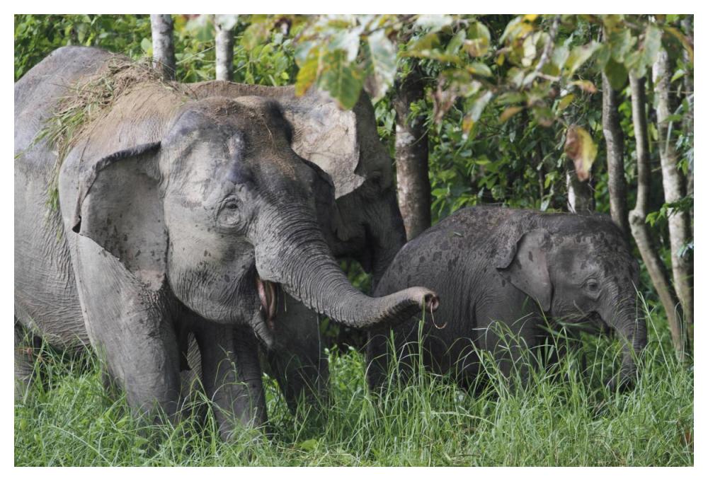 Asian Elephant mother and baby, Saba, Malaysia-Paper Art-50"x34"