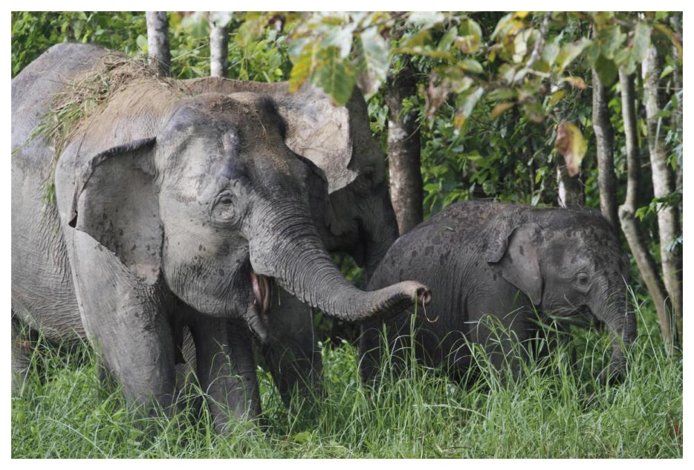 Asian Elephant mother and baby, Saba, Malaysia-Paper Art-62"x42"